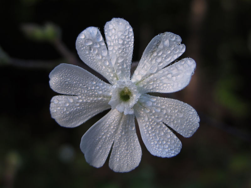 La Silene stenophylla. Foto: Jacinta Lluch Valero
